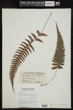 Blechnum occidentale